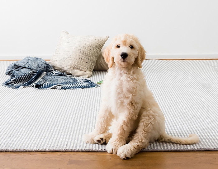how_to_get_dog_smell_out_of_carpet